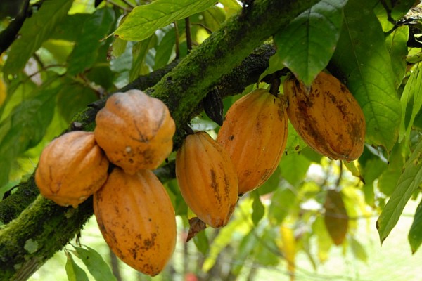 19/1016 Seulement 17% de la production de cacao déclarée à Kani sont exportés